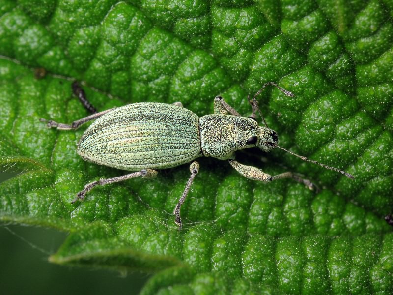 Eusomus ovulum Germar, 1824